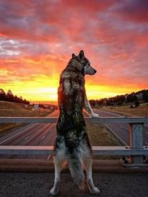 我是一只流浪的＂拉布拉多猎犬＂，也不能说是流浪，准确的说是一只到了成年期的狼，从小就生活在草原上。直_传奇狼侦探社