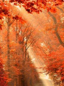 长城之畔。深秋季节，皓空的风愈见寒凉。一颗苍树挺拔在一片树林的边缘。树下，那个小小的身影在瑟瑟发抖。_王者大陆混元辞