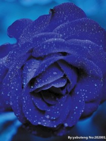 男主女主是柯南,基德,小林的小说是什么_名侦探柯南之堕落的蓝玫瑰