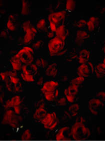 小说《终结的炽天使：玫瑰再盛开》TXT下载_终结的炽天使：玫瑰再盛开