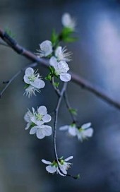 第1章：初遇今日，大寒，梅枝覆雪，含苞带骨，怒放其香。微风轻拂却凌冽刺骨，窗外一片白茫，透着寒冷之气_语落仙山