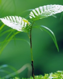 小说《从野草逆转之系统》TXT百度云_从野草逆转之系统