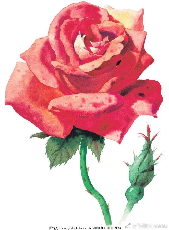 小说《蜜兰朵的蔷薇》TXT下载_蜜兰朵的蔷薇