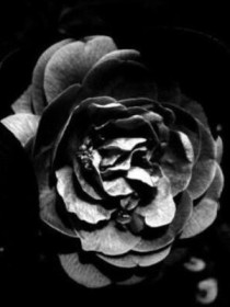张起灵阿宁《怒海潜沙之黑色蔷薇（混沌篇）》_怒海潜沙之黑色蔷薇（混沌篇）