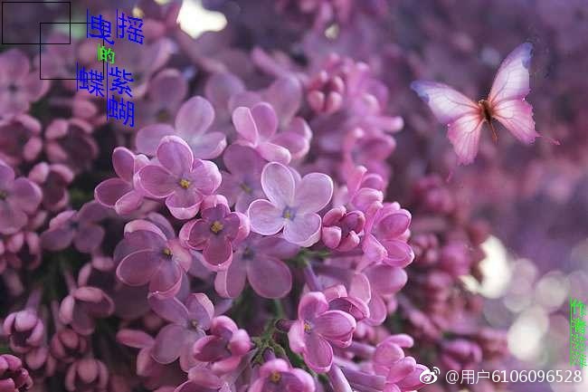 男主女主是冯映雪,洪帆,卢萍萍的小说是什么_摇曳的紫蝴蝶