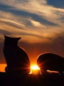 小说《猫武士之闪烁黎明》TXT百度云_猫武士之闪烁黎明