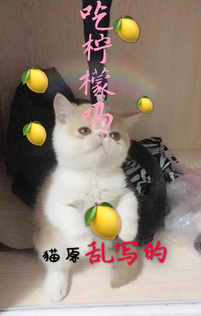 吃柠檬泡柠檬小说_吃柠檬吗